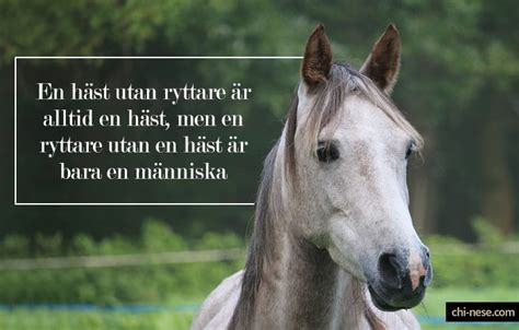 citat kingdom häst